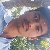 Krishan, 56, Tekkkara