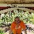 Sinan, 60, Goole